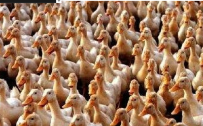 ഇരുപതിനായിരത്തിലേറെ താറാവുകള് ചത്തു; ആലപ്പുഴയില് പക്ഷിപ്പനി