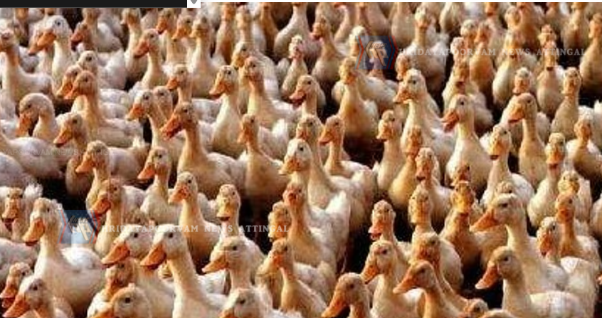 ഇരുപതിനായിരത്തിലേറെ താറാവുകള്‍ ചത്തു; ആലപ്പുഴയില്‍ പക്ഷിപ്പനി