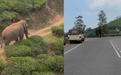 പടയപ്പ മദപ്പാടില്‍, അക്രമാസക്തനാകാന്‍ സാധ്യത; ജാഗ്രതാ നിര്‍ദേശവുമായി വനംവകുപ്പ്