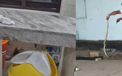 തൃശൂര്‍ ജനറല്‍ ആശുപത്രിയില്‍ ഉഗ്രവിഷമുള്ള മൂര്‍ഖന്‍