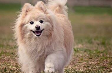 വളര്‍ത്തുമൃഗങ്ങളെ വഴിയില്‍ ഉപേക്ഷിച്ചാല്‍ ജയിലിലാകും, നിയമ ഭേദഗതിക്ക് സര്‍ക്കാര്‍