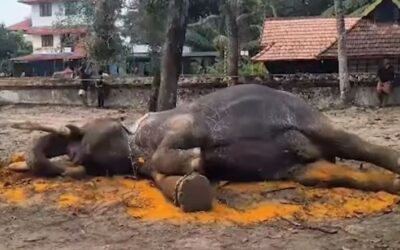 തുറപ്പുഗുലാനിലെ താരം ; ഉത്സവത്തിനെത്തിച്ച കൊമ്പന്‍ നെല്ലിക്കോട്ട് മഹാദേവന്‍ ലോറിയില്‍ കയറ്റുന്നതിനിടെ കുഴഞ്ഞുവീണ് ചരിഞ്ഞു