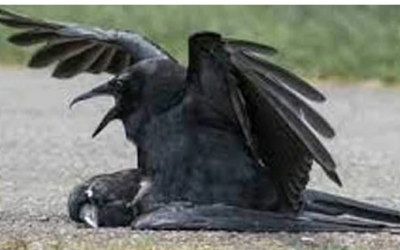 ഇരിട്ടിയില്‍ പക്ഷിപ്പനി, രോഗബാധ കണ്ടെത്തിയത് കാക്കയില്‍