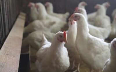 കൊല്ലത്തും പക്ഷിപ്പനി; എച്ച്9 എന്‍2 വൈറസ് സ്ഥിരീകരിച്ചു