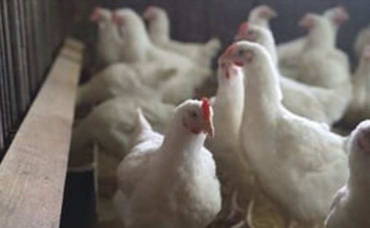 കൊല്ലത്തും പക്ഷിപ്പനി; എച്ച്9 എന്‍2 വൈറസ് സ്ഥിരീകരിച്ചു