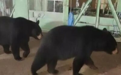 പാലക്കാട് കഞ്ചിക്കോട് ജനവാസ മേഖലയിൽ കരടികൾ; നാട്ടുകാർ ആശങ്കയിൽ