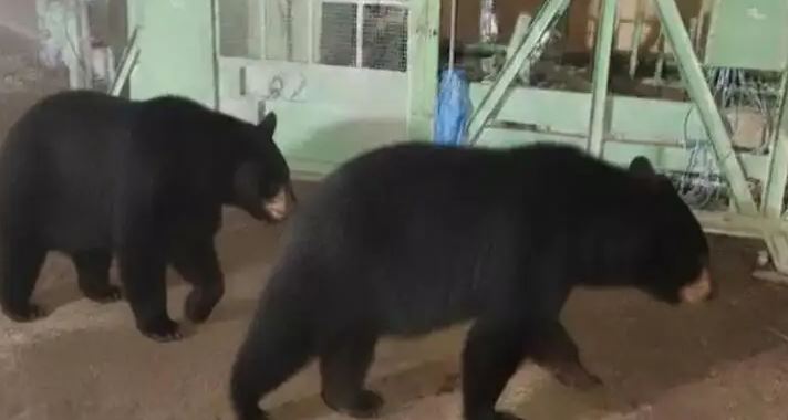 പാലക്കാട് കഞ്ചിക്കോട് ജനവാസ മേഖലയിൽ കരടികൾ; നാട്ടുകാർ ആശങ്കയിൽ