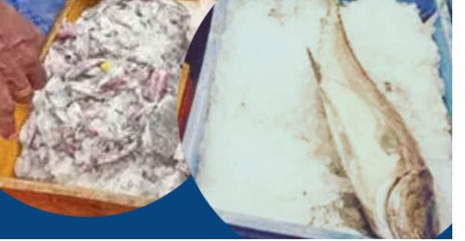 വർക്കലയിൽ വൻ മീൻവേട്ട: പുന്നമൂട് മാർക്കറ്റിൽ നിന്ന് 400 കിലോ പഴകിയ മീൻ പിടികൂടി