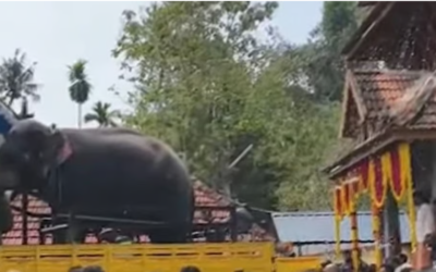 തുമ്പിക്കൈ കൊണ്ട് തൂക്കിയെറിഞ്ഞു, അന്നമനട ക്ഷേത്രോത്സവത്തിനിടെ ആന ഇടഞ്ഞു