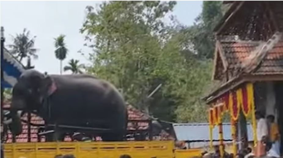 തുമ്പിക്കൈ കൊണ്ട് തൂക്കിയെറിഞ്ഞു, അന്നമനട ക്ഷേത്രോത്സവത്തിനിടെ ആന ഇടഞ്ഞു