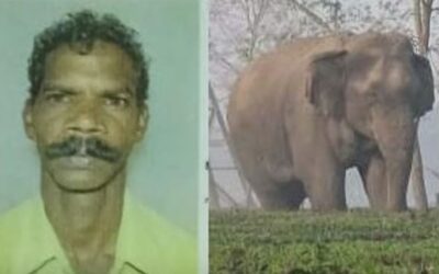 കാട്ടാന ആക്രമണം, ചികിത്സയിലായിരുന്ന ആദിവാസി മരിച്ചു