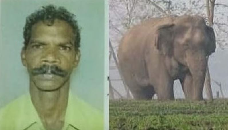 കാട്ടാന ആക്രമണം, ചികിത്സയിലായിരുന്ന ആദിവാസി മരിച്ചു