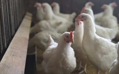 കോഴിക്കോട് പക്ഷിപ്പനി, അഞ്ച് പഞ്ചായത്തിൽ 15,000 പക്ഷികളെ കൊന്നൊടുക്കും