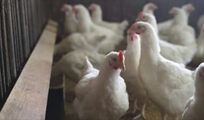 കോഴിക്കോട് പക്ഷിപ്പനി, അഞ്ച് പഞ്ചായത്തിൽ 15,000 പക്ഷികളെ കൊന്നൊടുക്കും