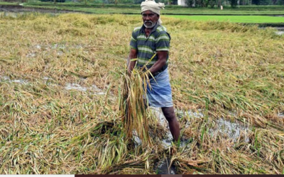 കർഷകർക്ക് ആശ്വാസവുമായി സർക്കാർ; വിളനാശ പരിഹാരത്തിനും ഇൻഷുറൻസിനും 119.87 കോടി അനുവദിച്ചു