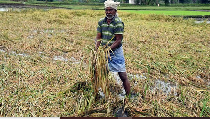 കർഷകർക്ക് ആശ്വാസവുമായി സർക്കാർ; വിളനാശ പരിഹാരത്തിനും ഇൻഷുറൻസിനും 119.87 കോടി അനുവദിച്ചു