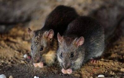 മോര്‍ച്ചറിയില്‍ മൃതദേഹം എലികള്‍ കടിച്ചുമുറിച്ചു; യുപിയില്‍ ആശുപത്രി പരിസരത്ത് അടിപിടി, അന്വേഷണം