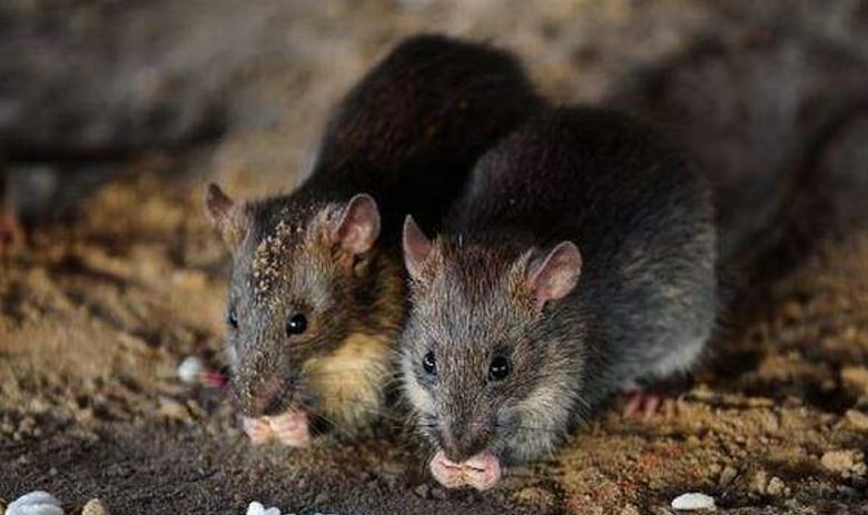 മോര്‍ച്ചറിയില്‍ മൃതദേഹം എലികള്‍ കടിച്ചുമുറിച്ചു; യുപിയില്‍ ആശുപത്രി പരിസരത്ത് അടിപിടി, അന്വേഷണം