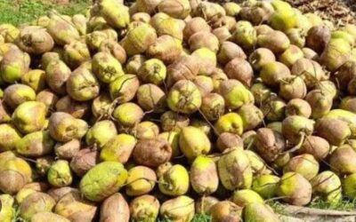 കേരളത്തിൽ പച്ചത്തേങ്ങ വില കുത്തനെ ഇടിഞ്ഞു