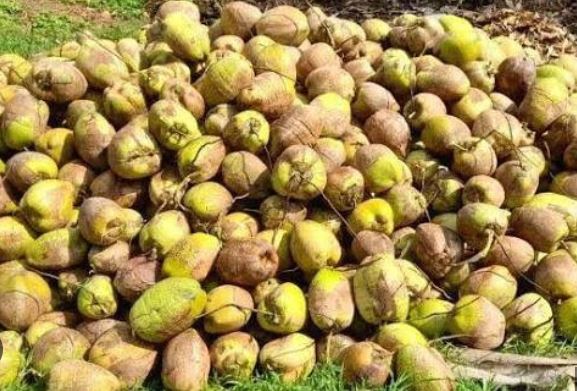 കേരളത്തിൽ പച്ചത്തേങ്ങ വില കുത്തനെ ഇടിഞ്ഞു