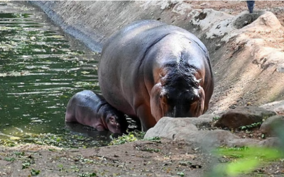മൃഗശാലയില്‍ ഹിപ്പോപ്പൊട്ടാമസിന്റെ ആക്രമണത്തില്‍ ഡോക്ടര്‍ മരിച്ചു, അന്വേഷണത്തിന് ഉത്തരവിട്ട് മന്ത്രി