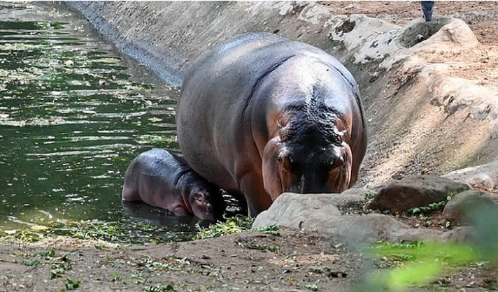 മൃഗശാലയില്‍ ഹിപ്പോപ്പൊട്ടാമസിന്റെ ആക്രമണത്തില്‍ ഡോക്ടര്‍ മരിച്ചു, അന്വേഷണത്തിന് ഉത്തരവിട്ട് മന്ത്രി