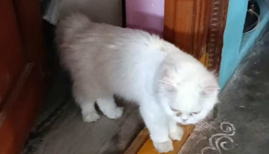 പൂച്ചയെ വളര്‍ത്താന്‍ വീട്ടുകാര്‍ സമ്മതിച്ചില്ല; യുവ വനിത ഡോക്ടര്‍ ജീവനൊടുക്കി