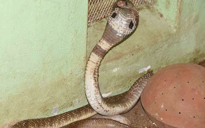 വീട്ടിലെ കിടപ്പുമുറിയില്‍ മൂര്‍ഖന്‍; കുട്ടി കടിയേല്‍ക്കാതെ രക്ഷപ്പെട്ടത് തലനാരിഴയ്ക്ക്