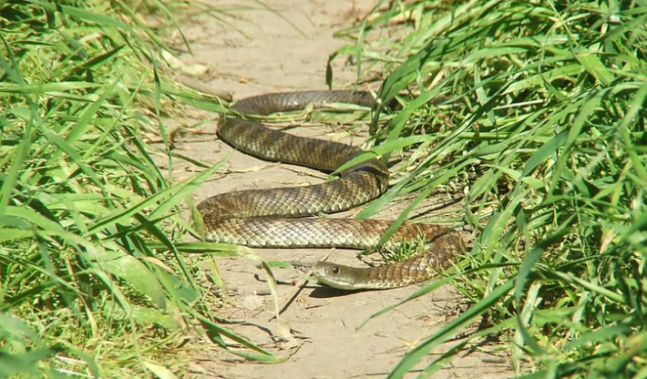 തിരുവനന്തപുരത്ത് വിദ്യാര്‍ഥിനിക്ക് പാമ്പു കടിയേറ്റു