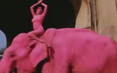 റഷ്യന്‍ ഫോട്ടോഗ്രാഫറുടെ ഫോട്ടോഷൂട്ട്, ആനയ്ക്ക് പിങ്ക് ചായമടിച്ചു, പിന്നാലെ ചരിഞ്ഞു, വിവാദം