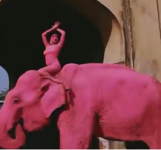 റഷ്യന് ഫോട്ടോഗ്രാഫറുടെ ഫോട്ടോഷൂട്ട്, ആനയ്ക്ക് പിങ്ക് ചായമടിച്ചു, പിന്നാലെ ചരിഞ്ഞു, വിവാദം