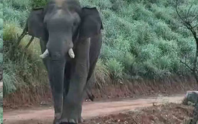 സോഷ്യൽ മീഡിയയിൽ നിറഞ്ഞ് ചക്കകൊമ്പൻ; വനംവകുപ്പ് പകർത്തിയ ദൃശ്യങ്ങൾ വൈറൽ