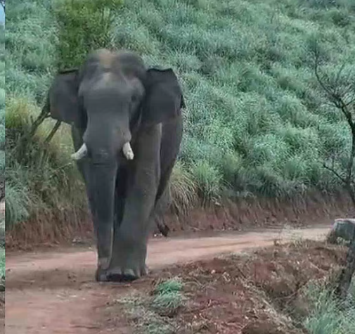 സോഷ്യൽ മീഡിയയിൽ നിറഞ്ഞ് ചക്കകൊമ്പൻ; വനംവകുപ്പ് പകർത്തിയ ദൃശ്യങ്ങൾ വൈറൽ
