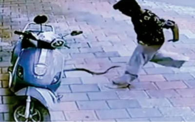 പാമ്പ് കടിച്ചത് പാന്റ്‌സില്‍; 11 കാരന്‍ രക്ഷപ്പെട്ടത് തലനാരിഴയ്ക്ക്