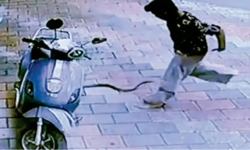 പാമ്പ് കടിച്ചത് പാന്റ്‌സില്‍; 11 കാരന്‍ രക്ഷപ്പെട്ടത് തലനാരിഴയ്ക്ക്