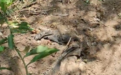 നെടുങ്കണ്ടത്ത് ഇരട്ടക്കൊലപാതകം?; വീട്ടുവളപ്പിൽ കുഴിച്ചിട്ട നിലയില്‍ മൃതദേഹാവശിഷ്ടങ്ങള്‍ കണ്ടെത്തി