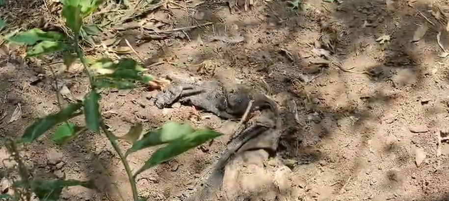 നെടുങ്കണ്ടത്ത് ഇരട്ടക്കൊലപാതകം?; വീട്ടുവളപ്പിൽ കുഴിച്ചിട്ട നിലയില്‍ മൃതദേഹാവശിഷ്ടങ്ങള്‍ കണ്ടെത്തി