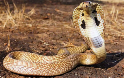 വെള്ളിക്കെട്ടൻ കടിച്ചാൽ വേദന അറിയില്ല, മൂർഖന്റെ വിഷം ബാധിക്കുക നാഡീവ്യൂഹത്തെ; പാമ്പുകടിയും പ്രഥമശുശ്രൂഷയും, തിരുത്തേണ്ട ചില തെറ്റിദ്ധാരണകളും