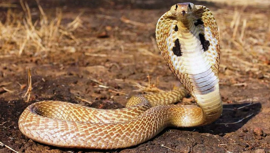 വെള്ളിക്കെട്ടൻ കടിച്ചാൽ വേദന അറിയില്ല, മൂർഖന്റെ വിഷം ബാധിക്കുക നാഡീവ്യൂഹത്തെ; പാമ്പുകടിയും പ്രഥമശുശ്രൂഷയും, തിരുത്തേണ്ട ചില തെറ്റിദ്ധാരണകളും