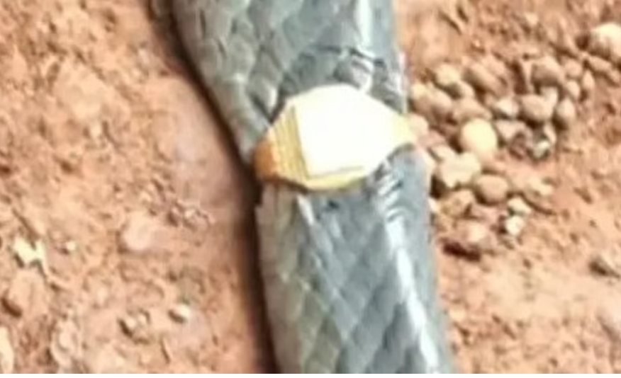 സ്വര്‍ണ മോതിരമിട്ട പാമ്പ്; കണ്ടത് വീട്ടിലെ മേശവലിപ്പില്‍, അമ്പരപ്പ്