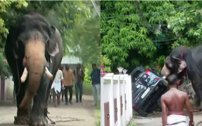 തൃശൂരില് ആന ഇടഞ്ഞു, കാറും, ഓട്ടോറിക്ഷയും കുത്തിമറിച്ചു, പരിഭ്രാന്തി