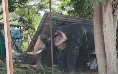 വീണ്ടും ആനക്കലി; കൂടല്‍മാണിക്യം ക്ഷേത്രത്തില്‍ ഉത്സവത്തിനെത്തിച്ച ആന ഇടഞ്ഞു; പാപ്പാനെ ചവിട്ടിക്കൊന്നു