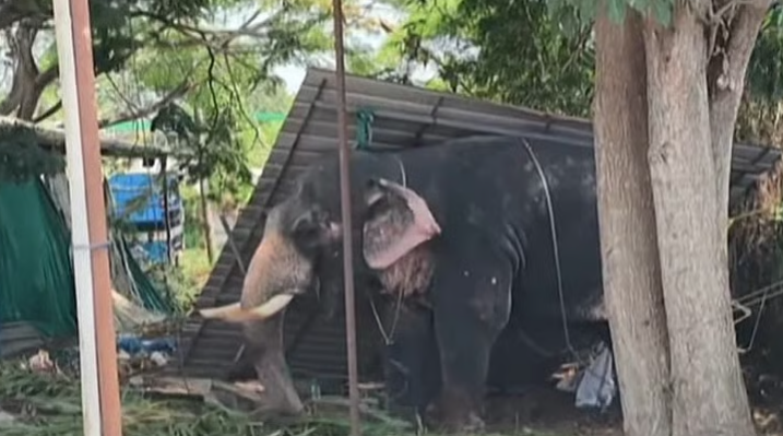 വീണ്ടും ആനക്കലി; കൂടല്‍മാണിക്യം ക്ഷേത്രത്തില്‍ ഉത്സവത്തിനെത്തിച്ച ആന ഇടഞ്ഞു; പാപ്പാനെ ചവിട്ടിക്കൊന്നു