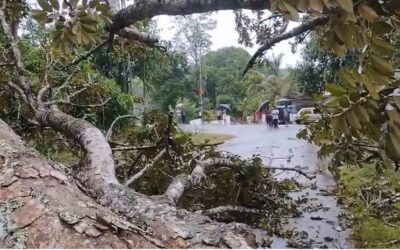 കനത്ത മഴ; ഇടുക്കിയില്‍ വീട് ഭാഗികമായി തകര്‍ന്നു; മരങ്ങള്‍ കടപുഴകി വീണ് ഗതാഗത തടസം