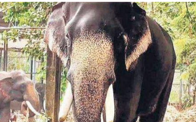 ഗുരുവായൂരിലെ ആനകള്‍ക്കായുള്ള സുഖചികിത്സ നാളെ തുടങ്ങും