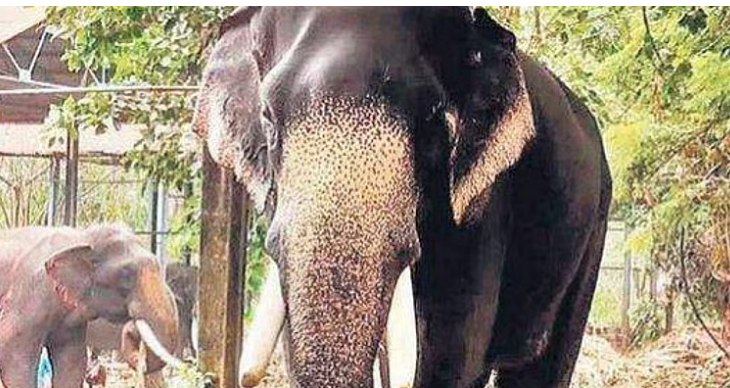 ഗുരുവായൂരിലെ ആനകള്‍ക്കായുള്ള സുഖചികിത്സ നാളെ തുടങ്ങും