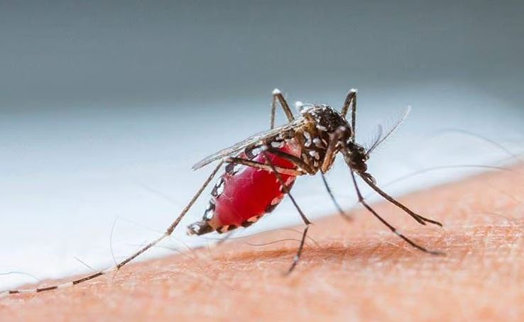 വെസ്റ്റ് നൈല് പനി: എറണാകുളത്ത് ഒരാള് കൂടി മരിച്ചു; ഒരാഴ്ചയ്ക്കിടെ രണ്ടാമത്തെ മരണം