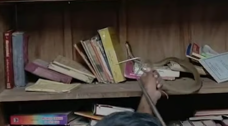 പാലക്കാട് വിക്ടോറിയ കോളജ് ലൈബ്രറിയില്‍ കൂറ്റന്‍ മൂര്‍ഖന്‍ പാമ്പ്; കണ്ടെത്തിയത് പുസ്തകങ്ങള്‍ക്കിടയില്‍