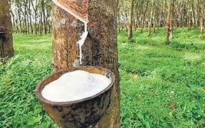 കര്‍ഷകര്‍ ‘ഹാപ്പി’, റബറിന് റെക്കോര്‍ഡ് വില; കിലോഗ്രാമിന് 269 രൂപയായി