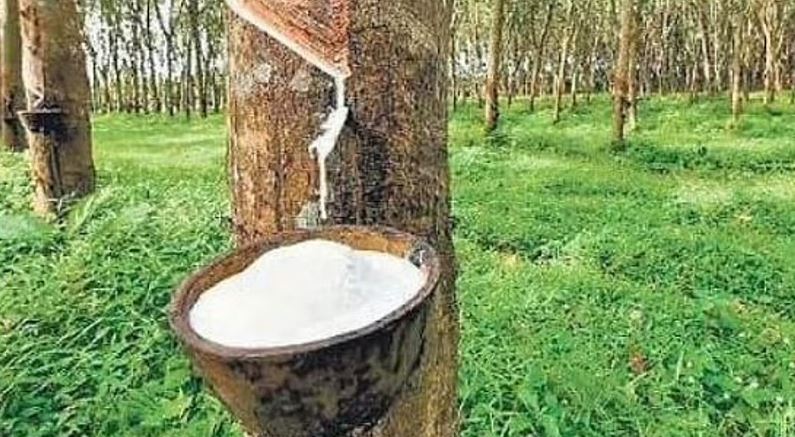 കര്ഷകര് ‘ഹാപ്പി’, റബറിന് റെക്കോര്ഡ് വില; കിലോഗ്രാമിന് 269 രൂപയായി